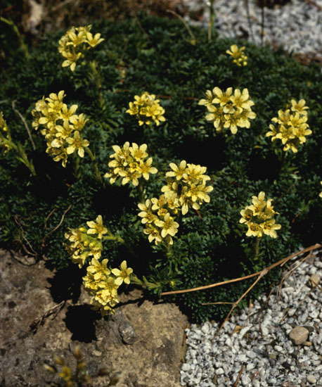 Saxifraga x apiculata North American Rock Garden Society